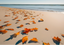 Autumn Collection